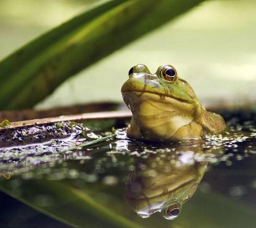 牛蛙养殖场爆料视频最新,最新爆料视频曝光养殖内幕