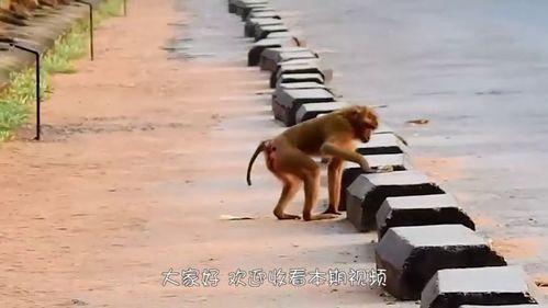 猴子爆料最新消息视频大全,最新消息视频大全精彩回顾