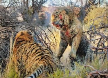 太原二虎爆料最新消息,揭秘事件背后惊人真相